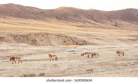 1,640 Przewalski S Horse Images, Stock Photos & Vectors | Shutterstock