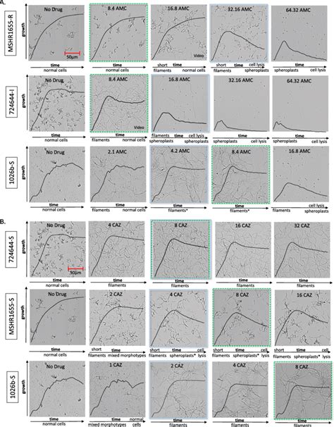 Cell Morphology Of B Pseudomallei Strains Cultured In The Presence And Download Scientific