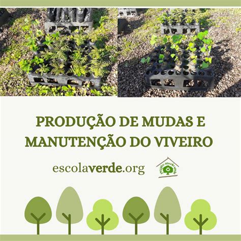 Produ O De Mudas E Manuten O De Viveiro Programa Escola Verde