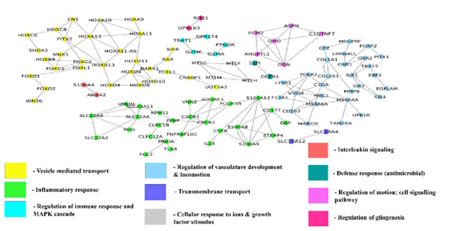 Gene Co Expression Network Of Differentially Expressed Genes Of Grade