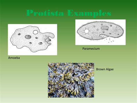 PPT - Protista Kingdom PowerPoint Presentation, free download - ID:5165790