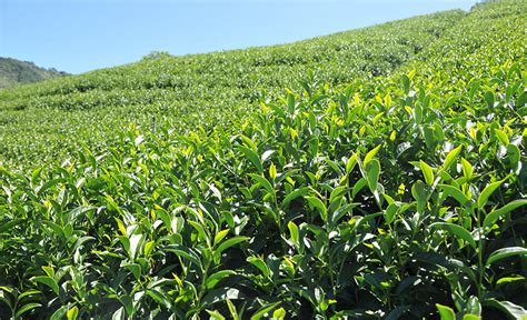 梨山高冷茶：首屈一指台灣高山茶 150克2024年冬茶） 信億茗茶莊