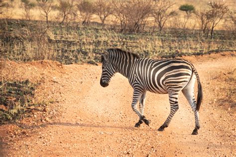 Wildlife Photography Of Zebra Walking Across Pathway · Free Stock Photo