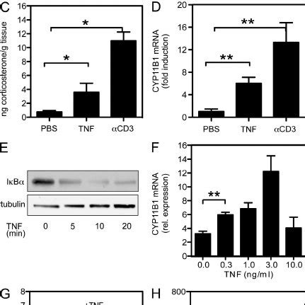 Tnbs Induced Th Colitis And Intestinal Gc Synthesis A And B