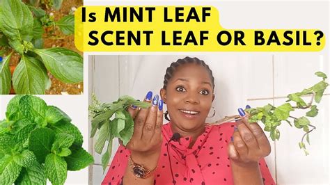 Revealed The Shocking Difference Between Mint Leaf And Scent Leaf