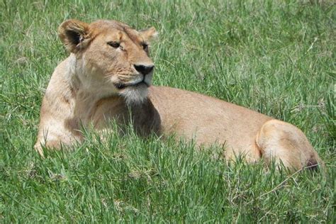 Ngorongoro Crater Safari - Tanzania • Orana Travel