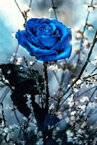 Flowers Beautiful Rose Flowers Beautiful Blue Flowers Red