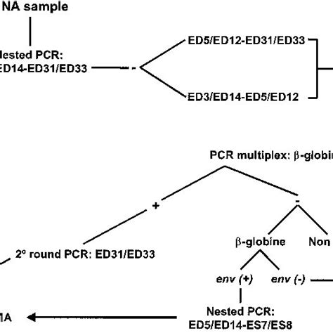 Pcr Algorithm Used On Hiv 1 Proviral Dna Samples From Venezuela 1998