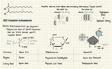 Exam 1 Study Guide Bio 161 BS 161 Studocu