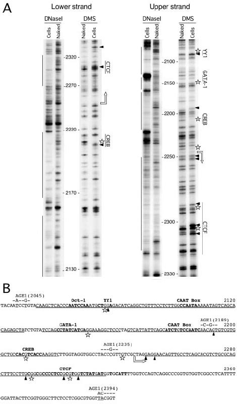 Genomic Footprinting Analysis Of The Kcnq1ot1 Promoter A DNase I And