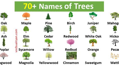 Types Of Trees With Names