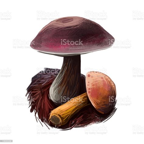 Aureoboletus Mirabilis Mushroom Digital Art Illustration Velvet Top