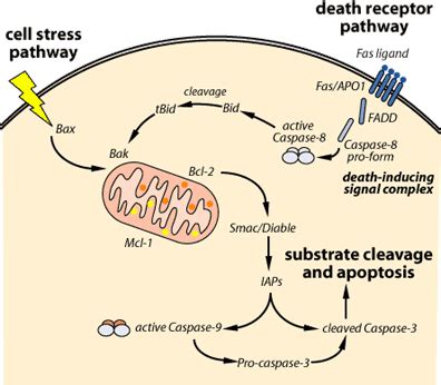 APOPTOSIS | SCQ