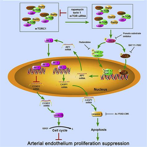 IRF 1 Mediates The Suppressive Effects Of MTOR Inhibition On Arterial