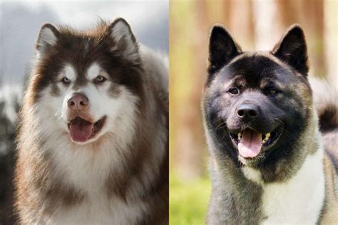 Alaskan Malamute Vs Akita Whats The Difference • Hellobark