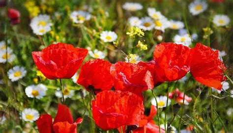 Red Poppies And Daisies In A Field