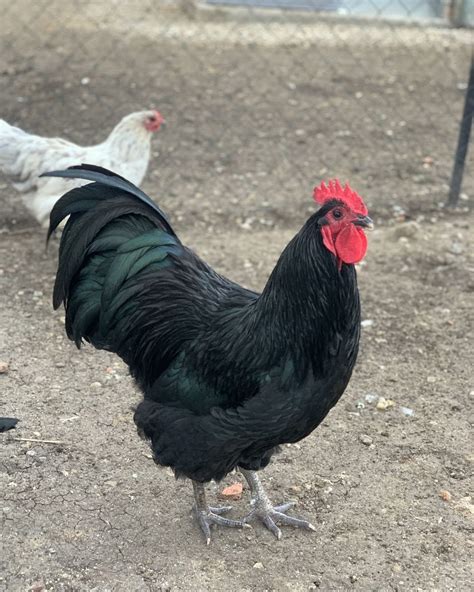 ChickenFlock on Instagram: “Black Australorp Cockerel!🐓🖤 #blackaustralorp #australorp # ...