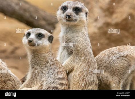 Meerkat Looks At The Camera The Meerkat Stands On Its Hind Legs The