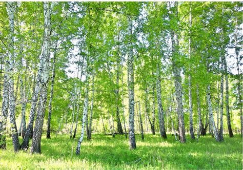 WALLARENA FOTOTAPETA NATURA BRZOZY ZIELONY KRAJOBRAZ 254X184 Opinie I