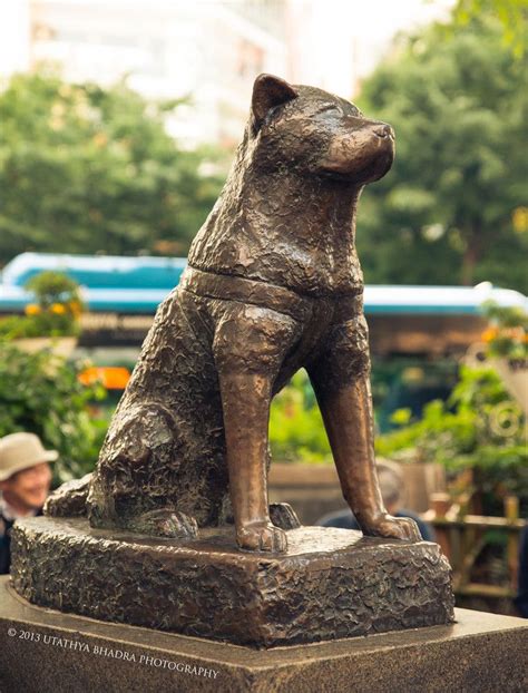 Nipponterest | Hachiko statue, Japon cultura, Hachiko shibuya