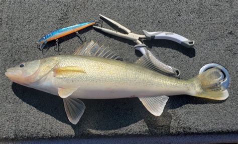 Tips For Fall Walleye Fishing Lake Erie