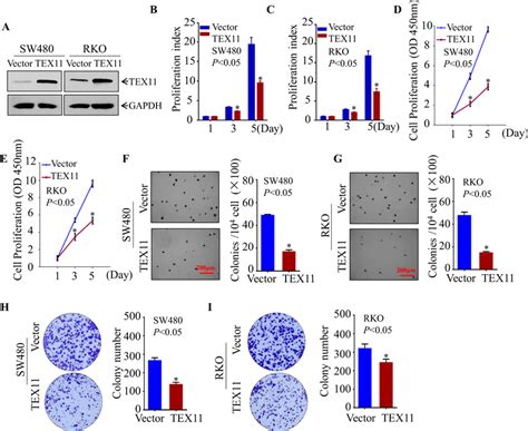 Heterologous Expression Of Tex11 Significantly Inhibits The Download Scientific Diagram