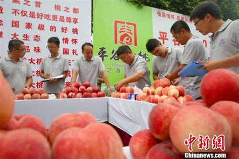 世界最大桃园今夏举办两场“甜桃王”擂台赛马春江平谷区甜桃新浪新闻