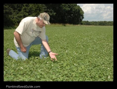 A Step By Step Guide To Planting A Clover Food Plot Plant And Seed Guide