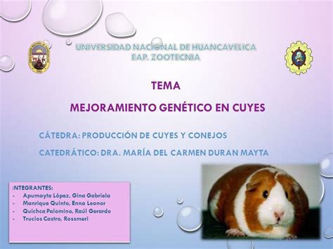 TEMA MEJORAMIENTO GENÉTICO EN CUYES CÁTEDRA PRODUCCIÓN DE CUYES Y