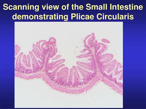 Ppt Histology Of The Digestive System Powerpoint Presentation Free