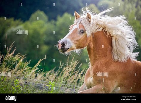 Haflinger Horse Hi Res Stock Photography And Images Alamy