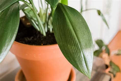 How To Grow And Care For Cast Iron Plant