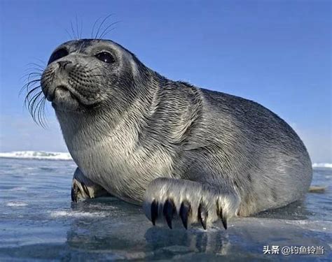 貝加爾湖是淡水卻生長著海洋生物，青海湖是鹹水，為什麼魚類不多 每日頭條