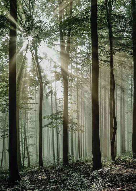 Light Through Trees Plakat Natur Gallerix Home Dk