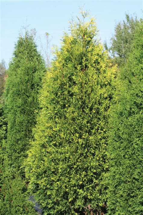 Polar Gold® Arborvitae Thuja Occidentalis Proven Winners