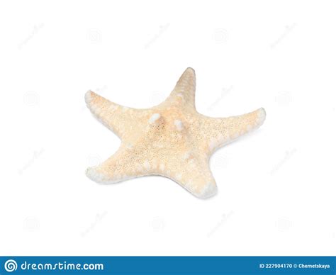 Bela Estrela Do Mar Isolada Em Branco Objeto De Praia Foto De Stock