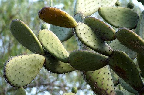 Reproducción del nopal Cómo se propaga esta deliciosa cactácea