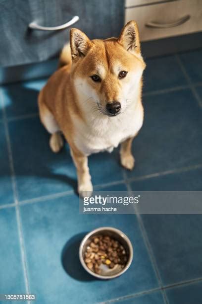 Shiba Inu Food Photos and Premium High Res Pictures - Getty Images