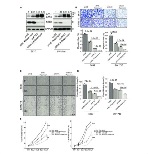 Dual Inhibition Of Rac3 And Mtor Enhances Autophagy And Exerts