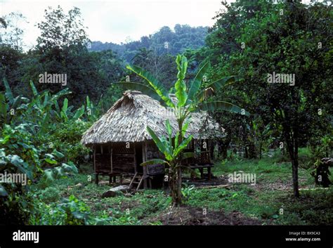 Bribri Indian Home Thatched Roof Hut On Stilts House On Stilts