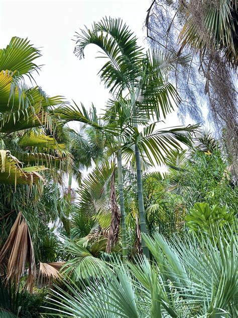 Dypsis Pembana La Habra California Outside Of Los Angele Kyle