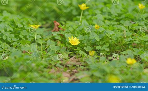 Yellow Flowers Ficaria Verna Lesser Celandine Or Pilewort Spring