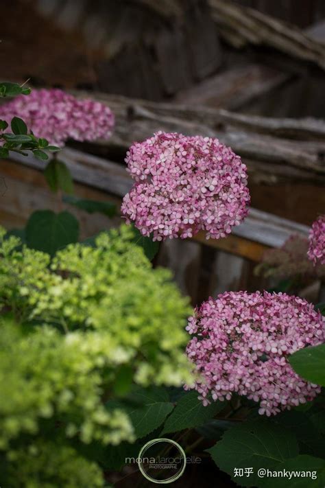 夏日明星花卉乔木绣球“粉色贝拉安娜”——许你一个梦寐以求的粉红色的夏天 知乎