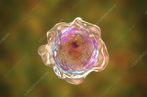 Cyst Of Balamuthia Amoeba Illustration Stock Image F0297980 Science Photo Library