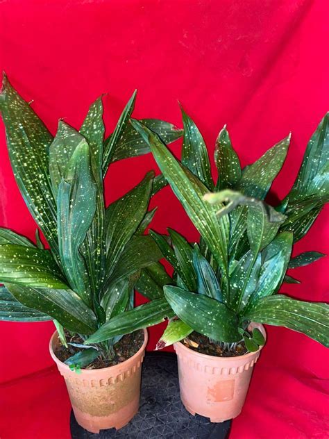 Aspidistra Elatior Cast Iron Shooting Star Plant Available Furniture