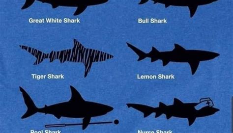 Shark Identification Chart Delaware Surf