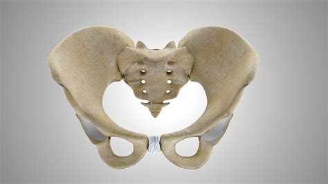 Female And Male Pelvis 3d Model Turbosquid 1924951