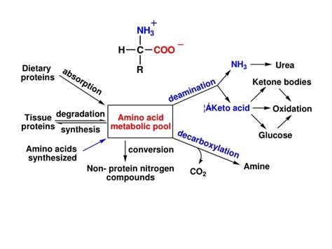 Ppt Four Types Of Aa D Eamination Transamination Oxidative