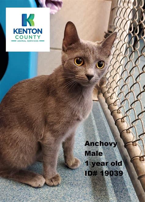 Kenton County Animal Services Home Facebook