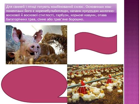 Силос - соковитий корм для сільськогосподарських тварин - презентация ...